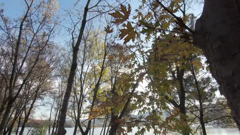 Looking-up-at-trees-on-sunny-day,-Reveal-of-beautiful-calm-lake
