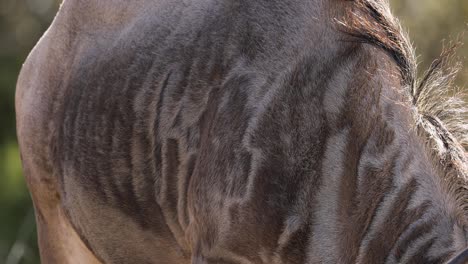 Beautiful-Animal-Fur-Coat-Design-on-African-Wildebeest---Closeup