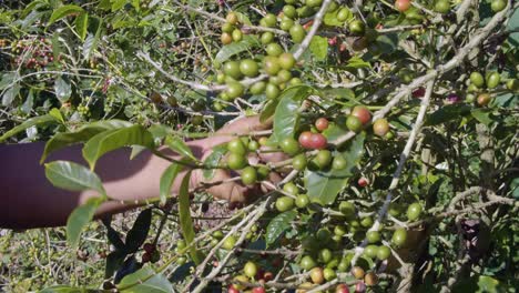 A-farmer-picks-away-ripe-beans-from-a-coffee-tree-in-a-plantation-in-El-Salvador