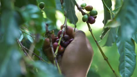 Eine-Nahaufnahme-Von-Bauernhänden,-Die-Rote-Reife-Kaffeebohnen-Vom-Baum-In-El-Salvador-Pflücken