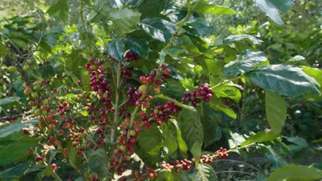 Coffee-trees-in-the-middle-of-a-plantation-in-El-Salvador-during-a-sunny-day