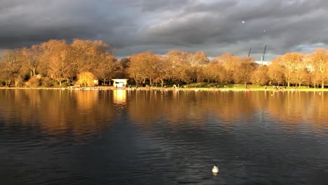Seagulls-Flying-Over-Hyde-Park-in-the-Afternoon
