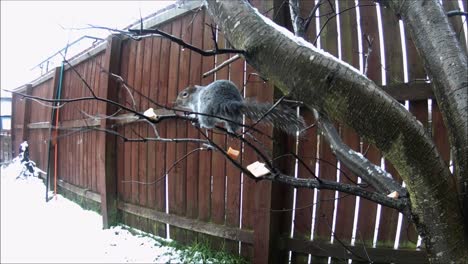 A-Grey-Squirrel-climbing-branches-and-trying-to-eat-a-small-block-of-cheese
