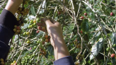 A-farmer-picks-away-ripe-beans-from-a-coffee-tree-in-a-plantation-in-El-Salvador