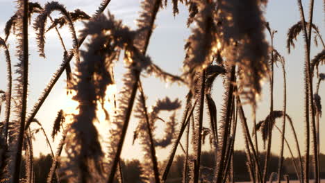 Natural-reed-in-cold-and-frosty-winter-season,-close-up-slider-shot