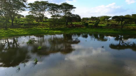 Luftbild-Vorbeiziehende-Vögel-Auf-Einem-See,-In-Den-Tropischen-Wäldern-Kenias,-In-Afrika---Langsam,-Drohnenaufnahme