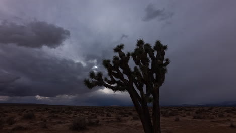 On-an-ominously-dark-and-stormy-day,-rain-clouds-form-over-a-Joshua-tree-in-the-Mojave-Desert---time-lapse