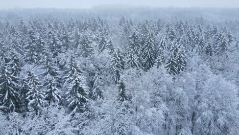 Endless-Fir-Trees-Covered-by-Snow-in-the-Winter-Forest,-Deby,-Poland