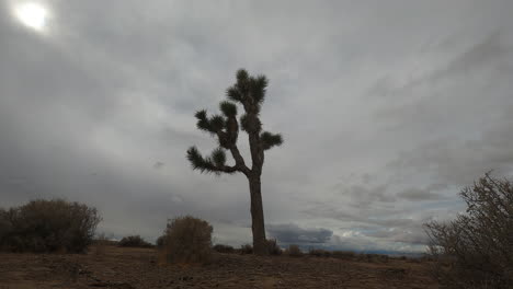 Yo-Solitario-árbol-De-Joshua-Resiste-Los-Fuertes-Vientos-Que-Empujan-Las-Nubes-Sobre-El-Desierto-De-Mojave---Lapso-De-Tiempo