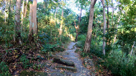 walking-in-the-jungle-in-Chiang-Mai,-Thailand