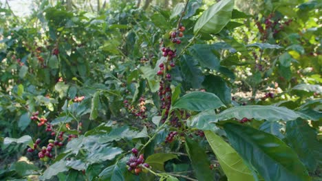 Kaffeebäume-Inmitten-Einer-Plantage-In-El-Salvador-An-Einem-Sonnigen-Tag