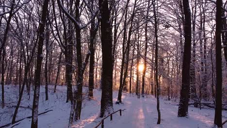 Slowly-moving-backward-through-the-winter-woodland