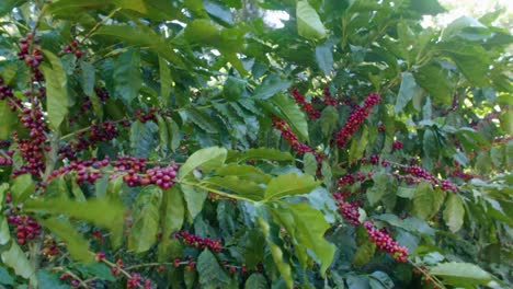 árboles-De-Café-En-Medio-De-Una-Plantación-En-El-Salvador-Durante-Un-Día-Soleado