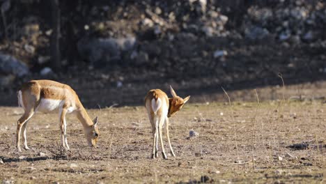 Young-Gazelle-antelope-and-mother-grazing-in-dry-plains