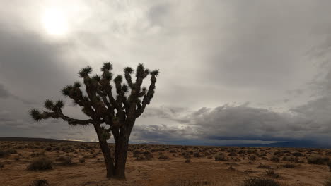 Cumulus-and-stratus-clouds-take-shape-over-a-lone-Joshua-tree-in-the-Mojave-Desert-wilderness---time-lapse