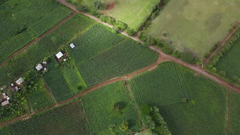 Wide-rising-drone-shot-looking-down-on-beautiful-bright-green-crops,-laid-out-in-perfect-rows-on-a-farm