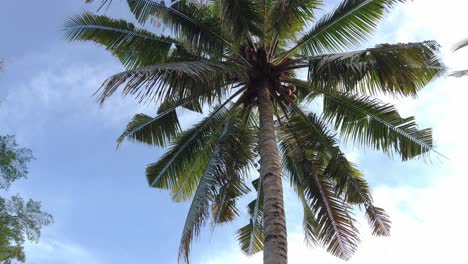 Walking-around-while-looking-up-a-tall-coconut-tree-with-cloudy-light-blue-sky-on-a-sunny-day