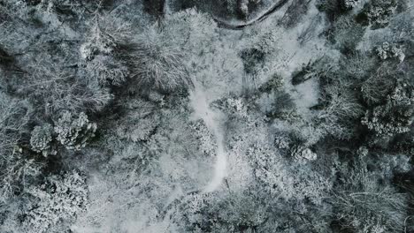 Rising-top-down-aerial-view-of-beautiful-snowy-forest-scene-in-winter