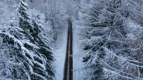 Beautiful-road-in-winter-forest,-aerial-shoot-close-up-tall-trees-covered-with-snow-and-black-road-with-car-tracks