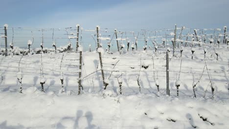 Vineyard-Trellis-Covered-With-Snow-During-Winter-In-Zell-Weierbach-In-Offenburg,-Germany