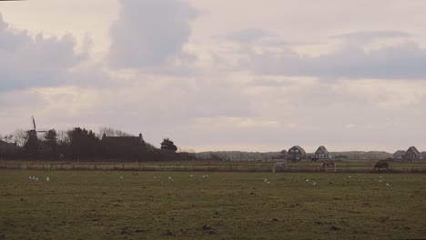 Farm-countryside-landscape-at-dusk,-horses-eating-grass,-Ameland,-Netherlands,-handheld
