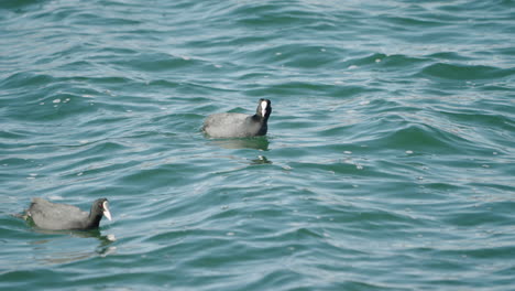 Pair-Of-Eurasian-Coot-Swimming-And-Looking-For-Food-In-Wavy-Ocean-At-Daytime-In-Tokyo,-Japan