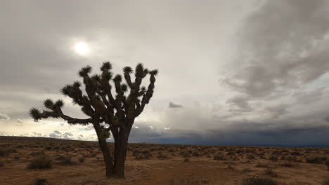 The-arid-Mojave-Desert-landscape-on-an-overcast-day-with-a-Joshua-Tree-in-the-foreground---time-lapse