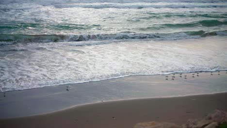 Strandwellen-Mit-Vorbeiziehenden-Calidris-Minuta-Vögeln