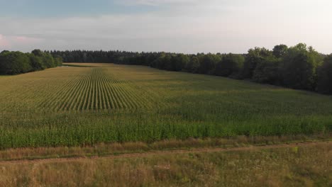 Maisfelder,-Die-An-Einem-Sonnigen-Tag-Mit-Einer-Drohne-Aufgenommen-Wurden