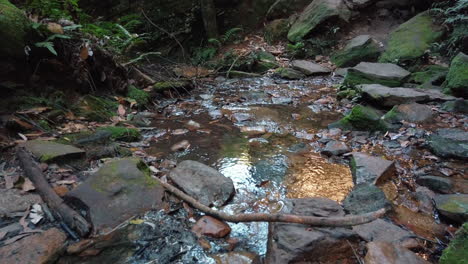 Fresh-water-stream-in-the-Blue-Mountains-of-Australia--tilt-down