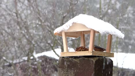 Eurasian-nuthatch-flies-into-a-bird-feeder-to-peck-birdseed-while-it-is-snowing