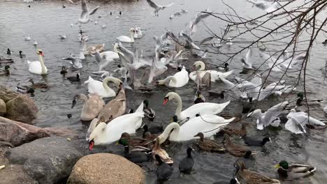 Flock-of-birds-fly-and-fight-for-food-thrown-by-people-at-lake