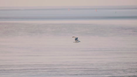 Calm-soothing-scene-of-Common-Sea-Mew-in-flight-during-soft-light-along-shallow-coastline,-seagull