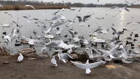 Flock-of-birds-being-fed-and-fighting-for-food-at-lake,-slow-motion