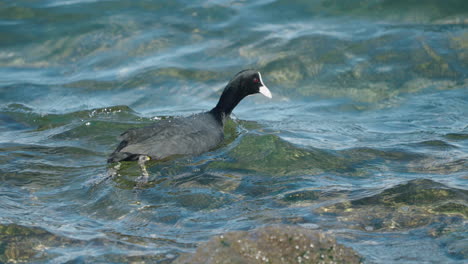 Eurasian-Coot-Paddling,-Swimming-And-Looking-For-Food-In-The-Sea-In-Tokyo,-Japan