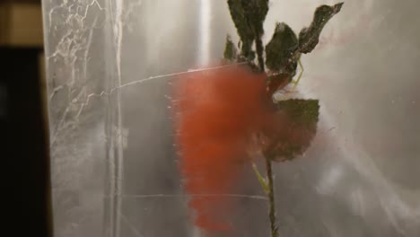 Rosa-Roja-Congelada-Dentro-De-Un-Bloque-De-Hielo,-Primer-Plano-De-Atmósfera-Romántica