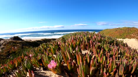 Coastal-beach-landscape-on-top-of-sand-dunes-covered-in-colorful-coastal-ice-plants