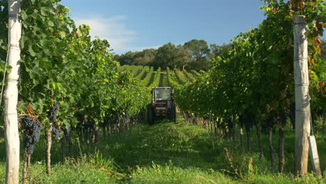 Tractor-in-vineyards-are-harvesting-grapes