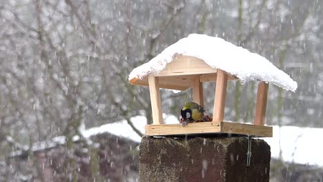 Great-tit-hold-hammers-seed-and-takes-another-seed-to-eat-it-elsewhere
