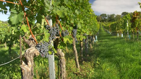 Blue-Grapes-are-hanging-on-Vine-in-Vineyard
