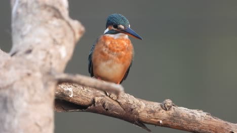 Kingfisher-in-pond-area-waiting-for-pray-.