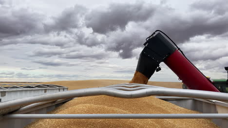 Grain-cart-unloading-tube-pouring-grains-into-trailer-on-cloudy-day
