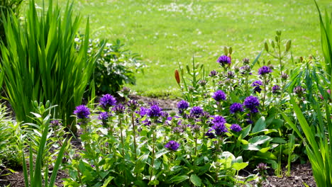Flowers-in-an-outdoor-flower-garden-blowing-in-the-wind