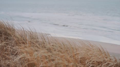 Beachgrass-Moving-In-Wind-Beside-Beach-In-Ameland