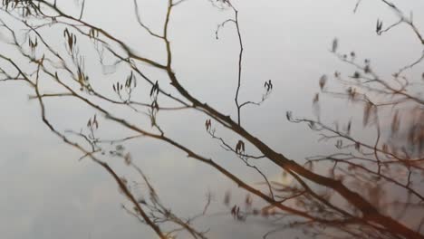 Reflection-of-bare,-winter-branches-in-rippling-surface-of-water