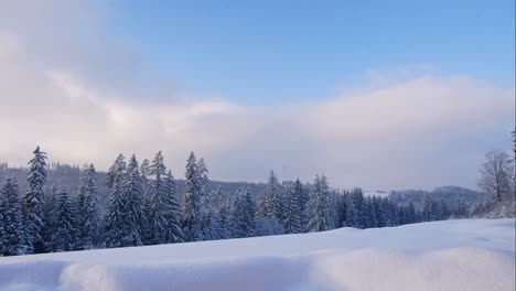 Wunderschöner-Zeitraffer-Der-Winterlandschaft-Mit-Schneebedeckten-Pinien