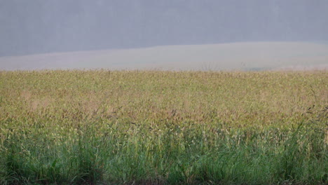 Heavy-rain-and-wind-over-a-field-of-wheat-during-hurricane-season