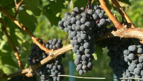 Blue-Grapes-are-hanging-on-Vine