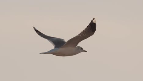 Elegant-flight-of-Common-Sea-Gull-in-beautiful-soft-light,-slow-panning-shot