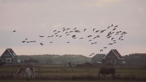 Flock-of-geese-flying-past-domesticated-animals-grazing-on-farm-land,-peaceful-scenery